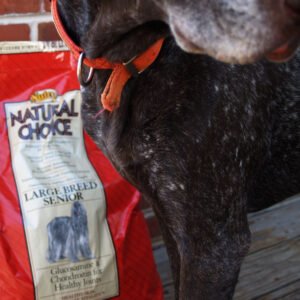 Senior dog resting, showing signs of joint stiffness