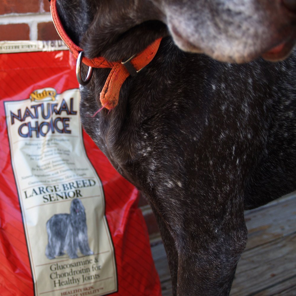 Recognizing Pain in Senior Dogs: The Subtle Signs