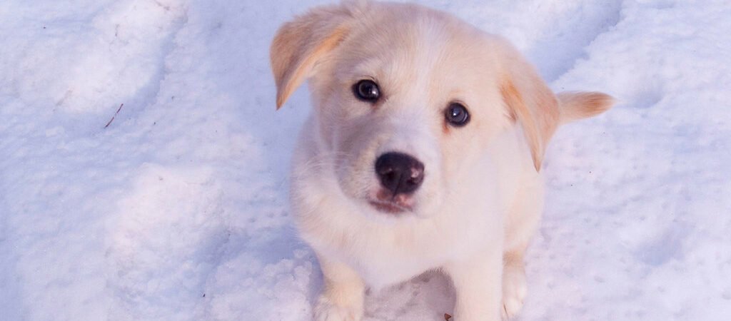 Cold Weather and Arthritis: Helping Senior Pets Through Winter