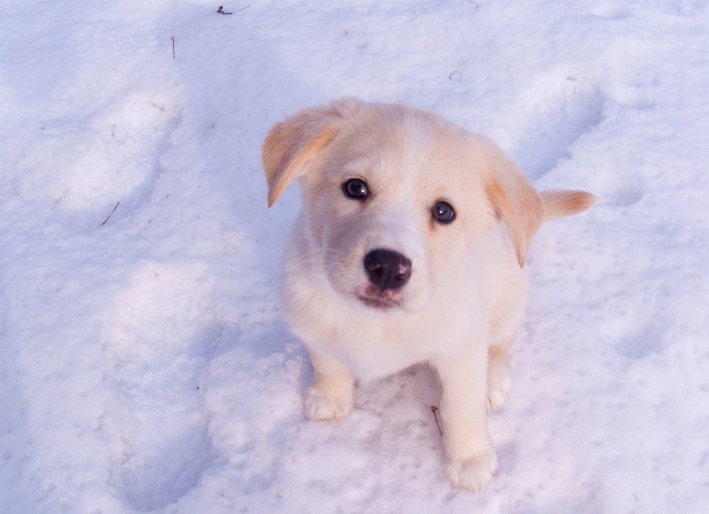 Cold Weather and Arthritis: Helping Senior Pets Through Winter