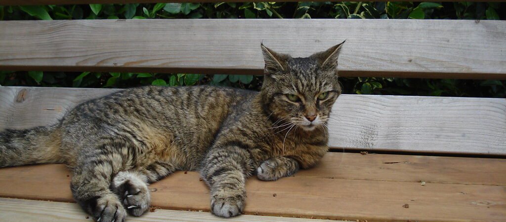 Unexplained Weight Loss in Senior Dogs and Cats: When to Worry
