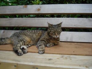 Senior cat with visible signs of aging
