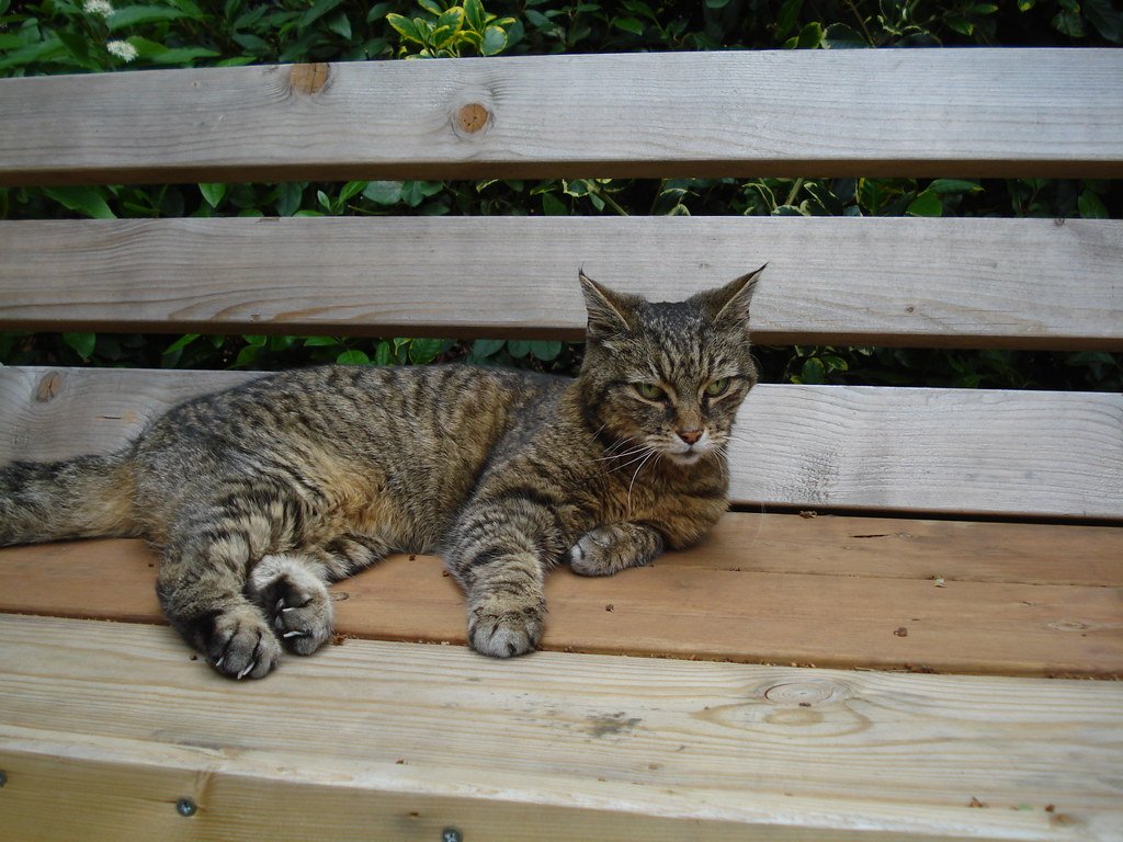 Unexplained Weight Loss in Senior Dogs and Cats: When to Worry