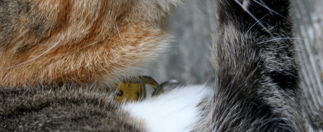 Skin and Coat Changes in Senior Cats: What’s Normal vs. What’s Not