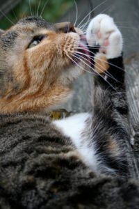 Senior cat grooming itself, illustrating self-grooming behavior in cats