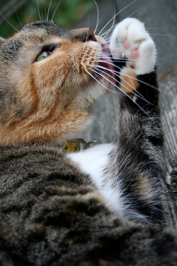 Senior cat grooming itself, illustrating self-grooming behavior in cats