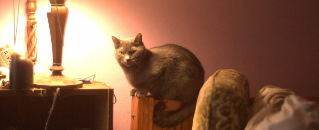 Best Stairs and Ramps for Senior Cats to Reach Favorite Spots