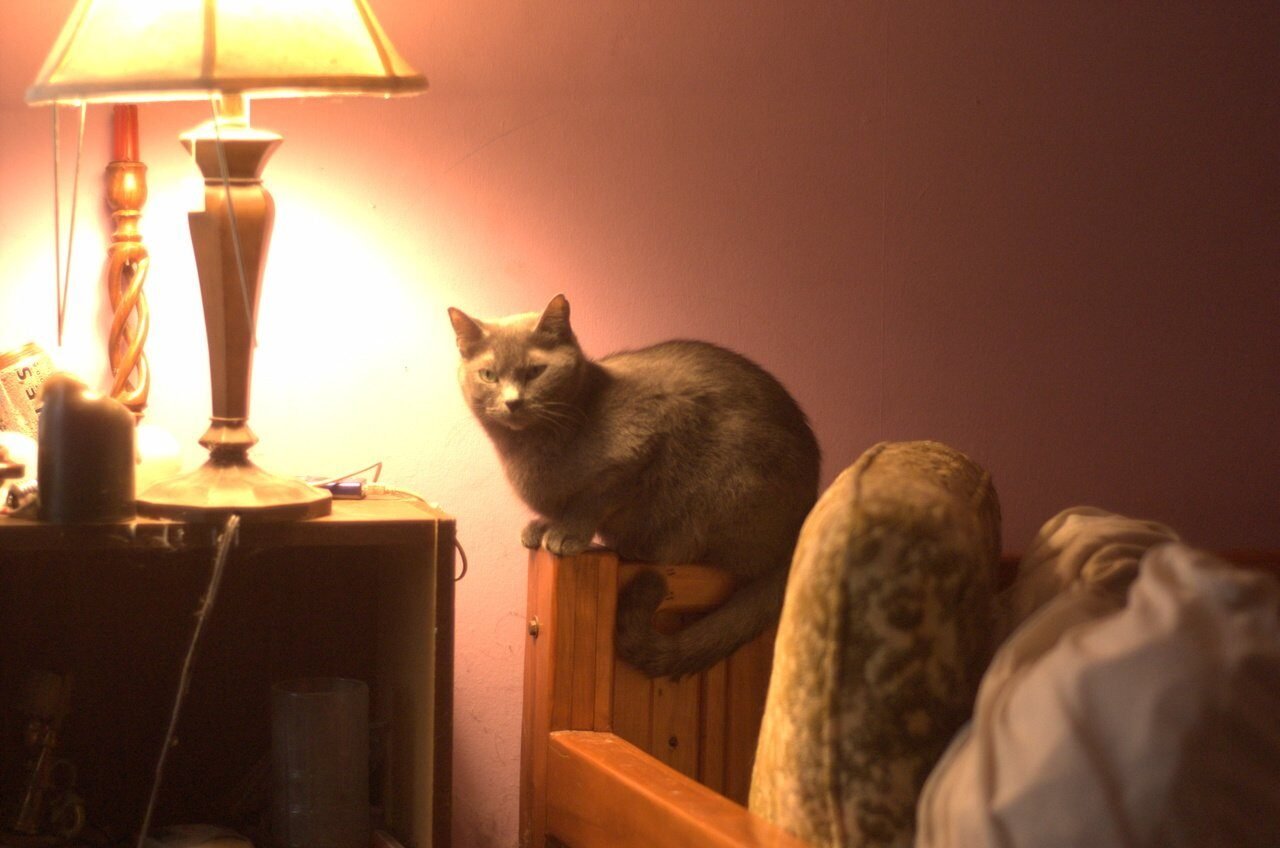 Best Stairs and Ramps for Senior Cats to Reach Favorite Spots