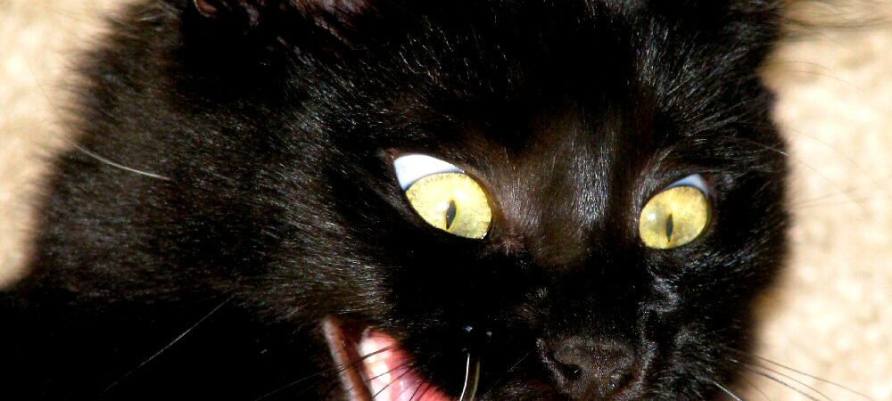 Separation-Related Stress in Senior Cats: Signs Owners Often Miss