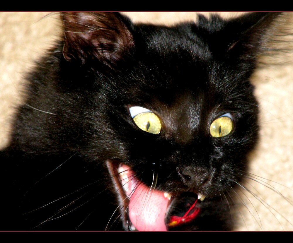 A wary, anxious-looking cat, relevant to separation-related stress in cats