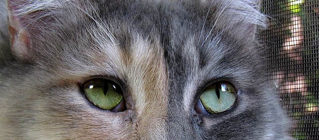 Skin Tumors and Growths in Senior Cats: What’s Different From Dogs