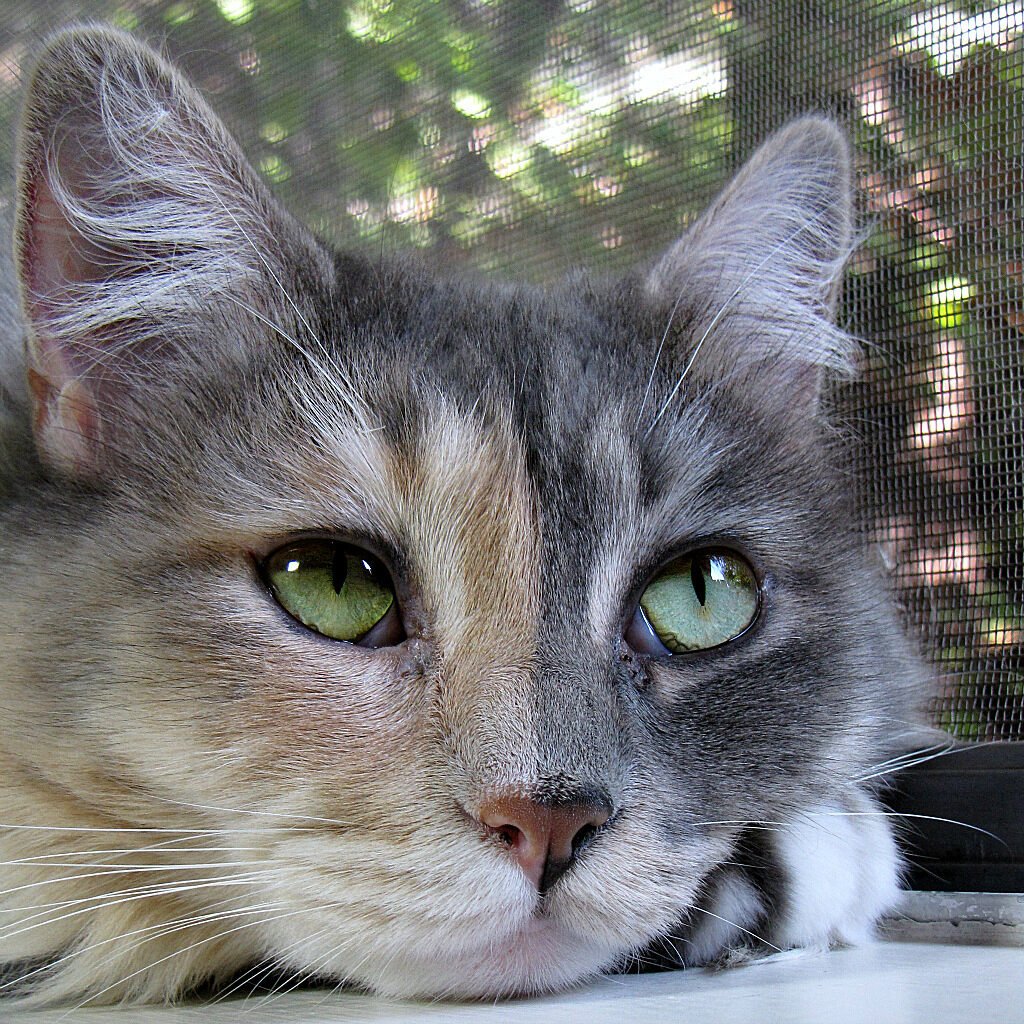 A calm senior cat, relevant to skin health and growths in aging cats