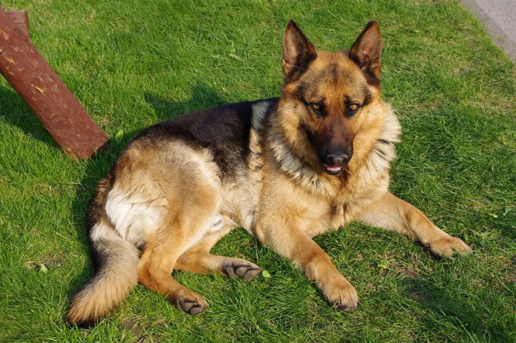 German Shepherd, a large breed prone to hip dysplasia and joint issues in senior years