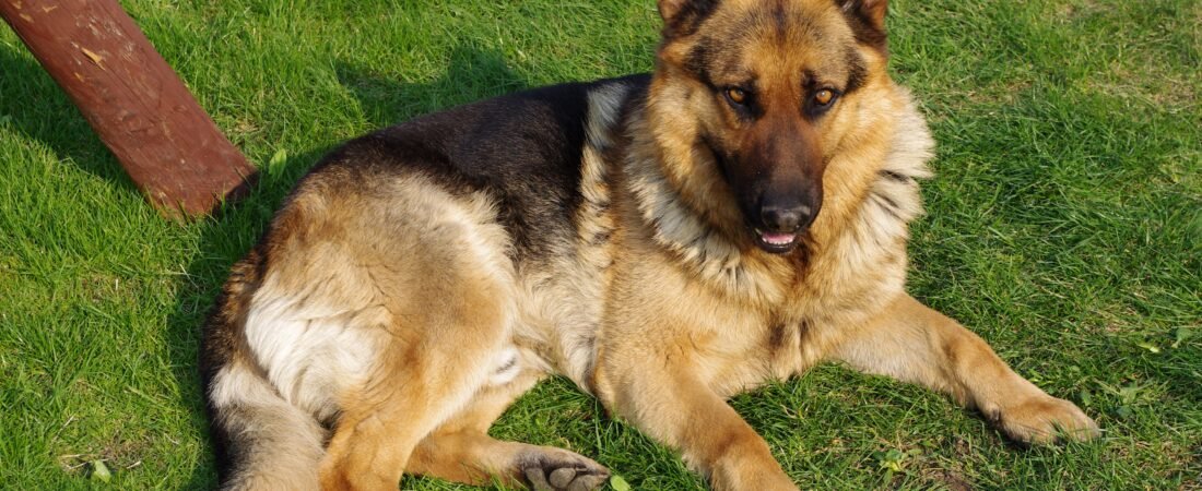 Dog Breeds Prone to Joint Problems in Their Senior Years