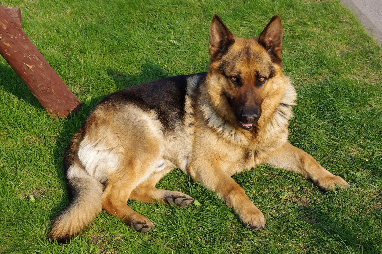 Dog Breeds Prone to Joint Problems in Their Senior Years
