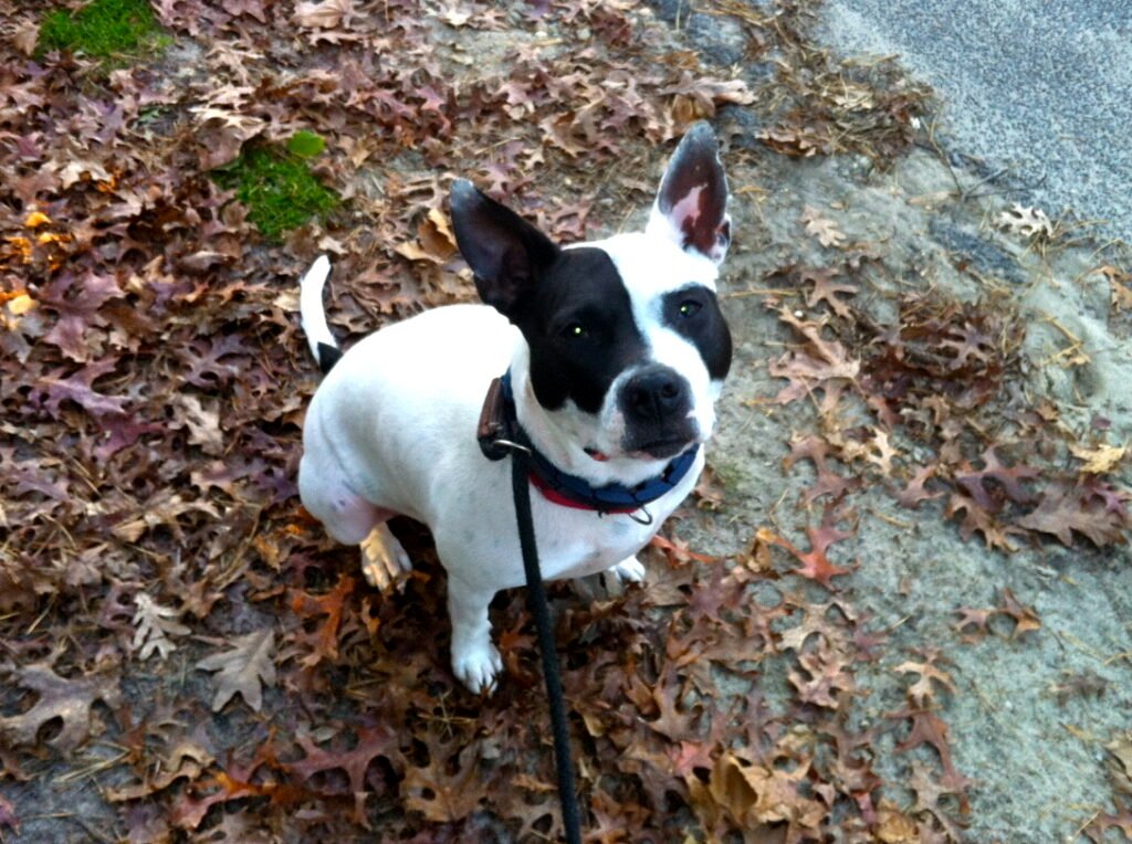 A mixed-breed dog, relevant to discussions of purebred vs mixed-breed aging and health