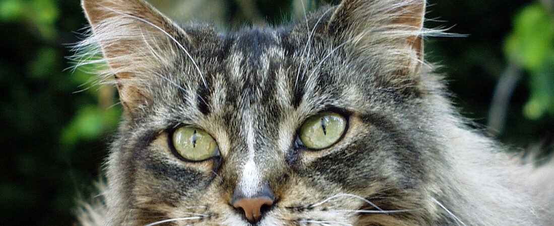 Which Cat Breeds Face Extra Health Risks in Their Senior Years