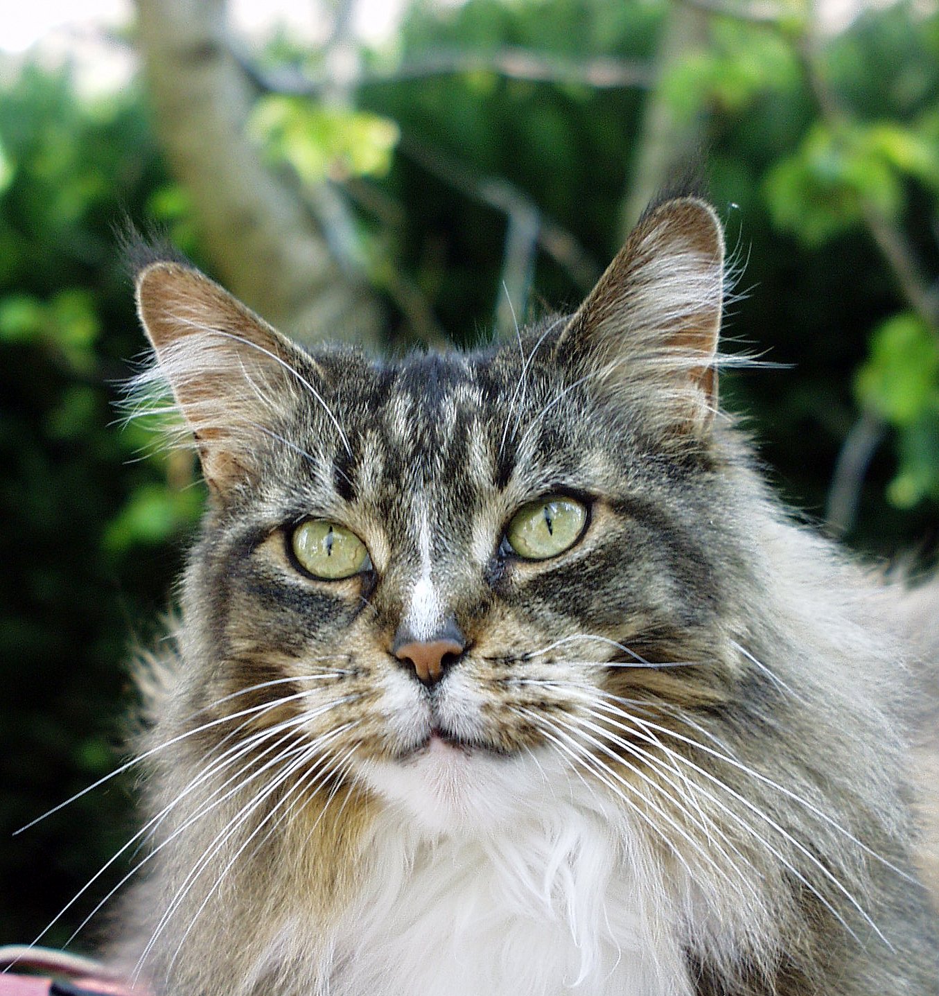Which Cat Breeds Face Extra Health Risks in Their Senior Years