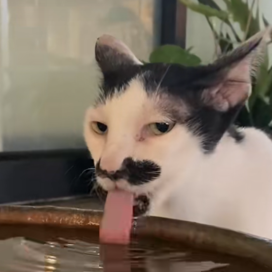 Cat drinking water, relevant to hydration and urinary health in senior cats