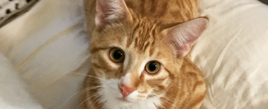 Hearing Loss in Senior Cats: Signs and How to Help