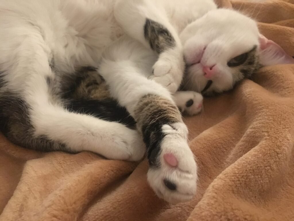 A calm resting cat, relevant to liver health and appetite in senior cats