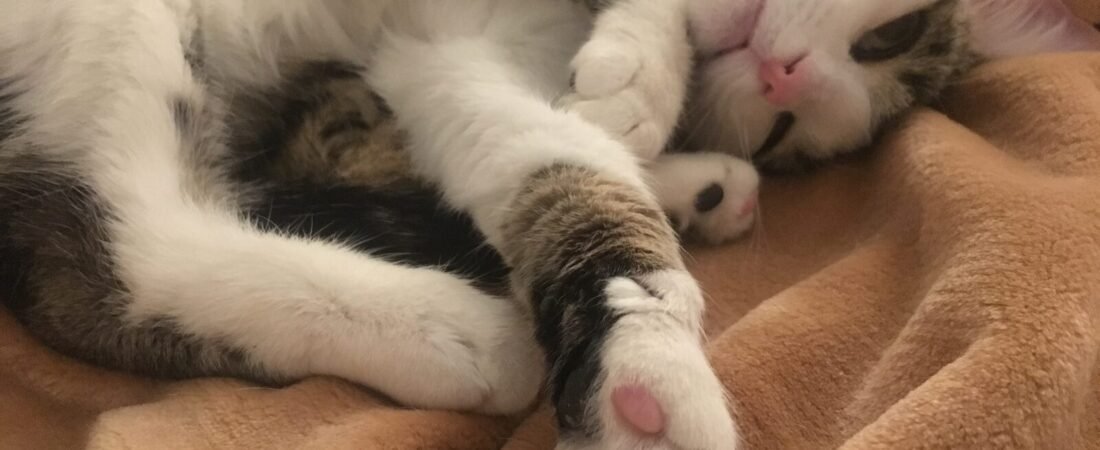 Liver Disease in Senior Cats: Signs and Management