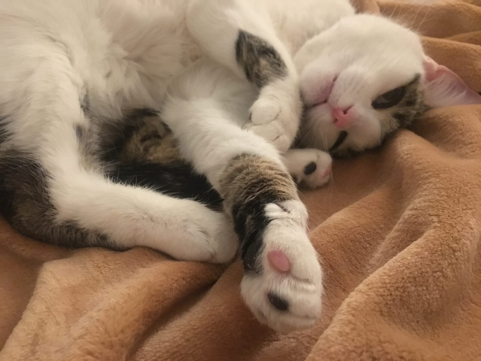 Liver Disease in Senior Cats: Signs and Management