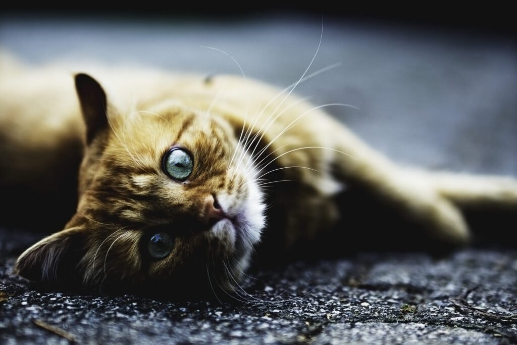 A calm resting cat, relevant to heart health and hypertrophic cardiomyopathy in senior cats