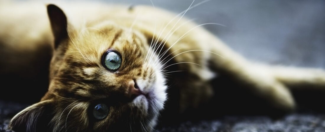 Heart Disease in Senior Cats: Hypertrophic Cardiomyopathy Explained