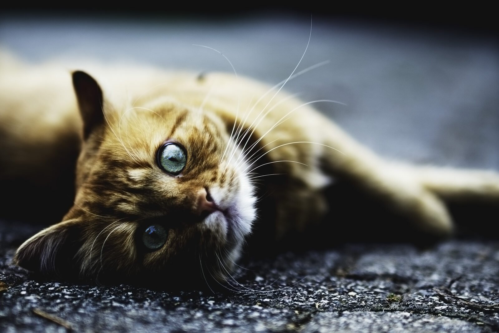 Heart Disease in Senior Cats: Hypertrophic Cardiomyopathy Explained