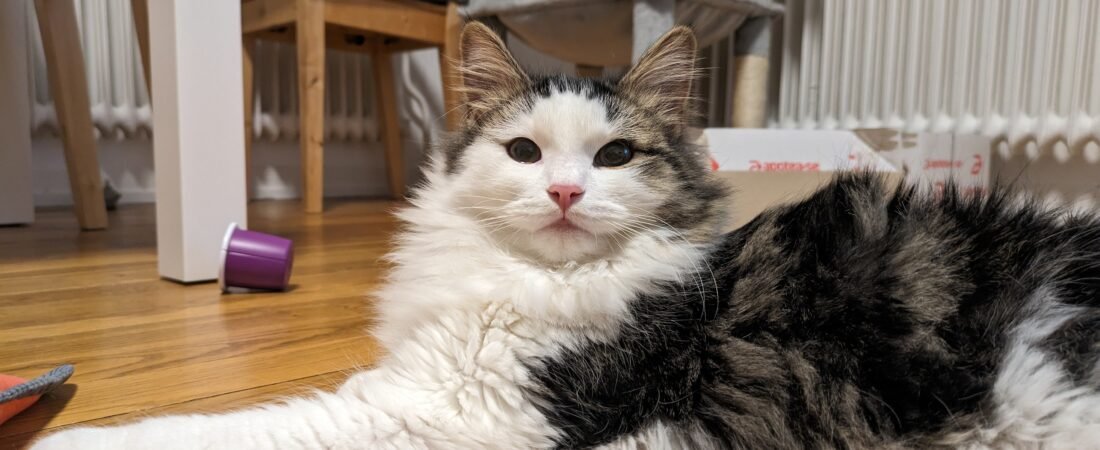 Muscle Loss in Senior Cats: Why the Scale Doesn’t Tell the Whole Story
