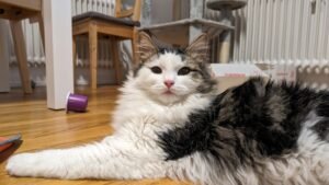 A senior domestic longhair cat, relevant to muscle loss and body condition in aging cats