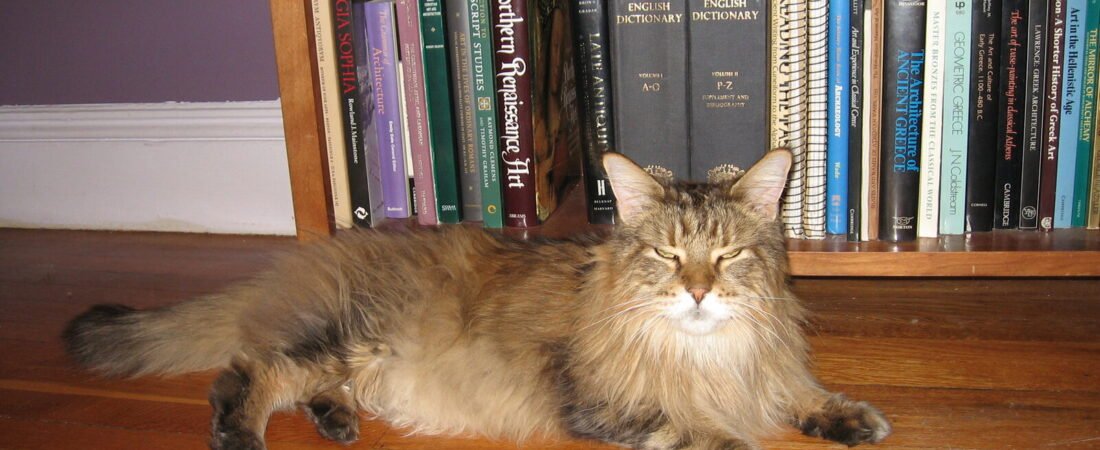 Best Joint Supplements for Senior Cats, Compared