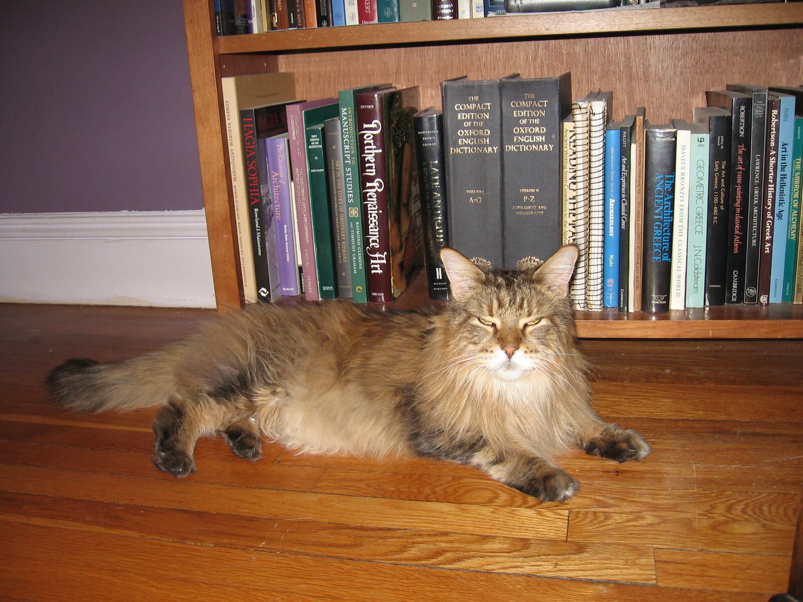 Best Joint Supplements for Senior Cats, Compared