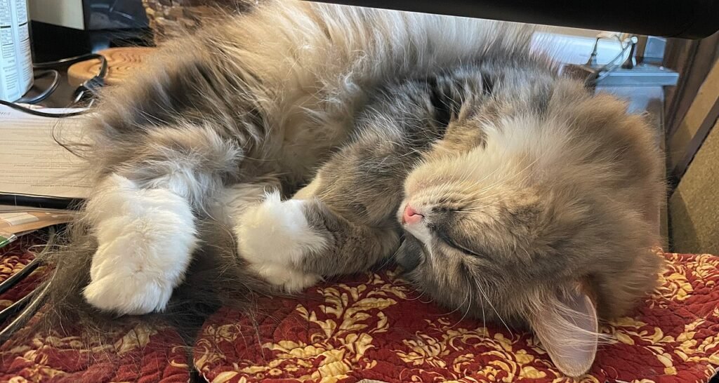 A long-haired cat sleeping deeply, relevant to lethargy and anemia in senior cats