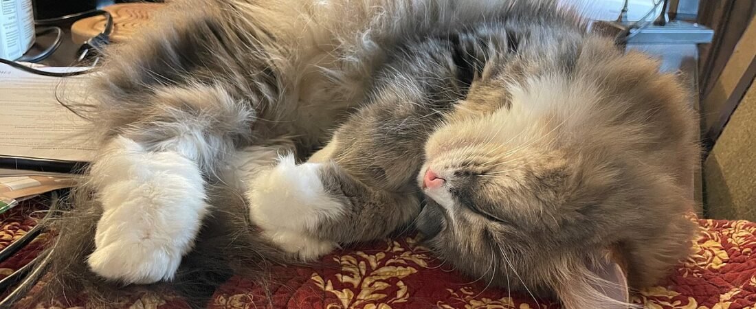 Anemia in Senior Cats: Causes, Signs, and Treatment