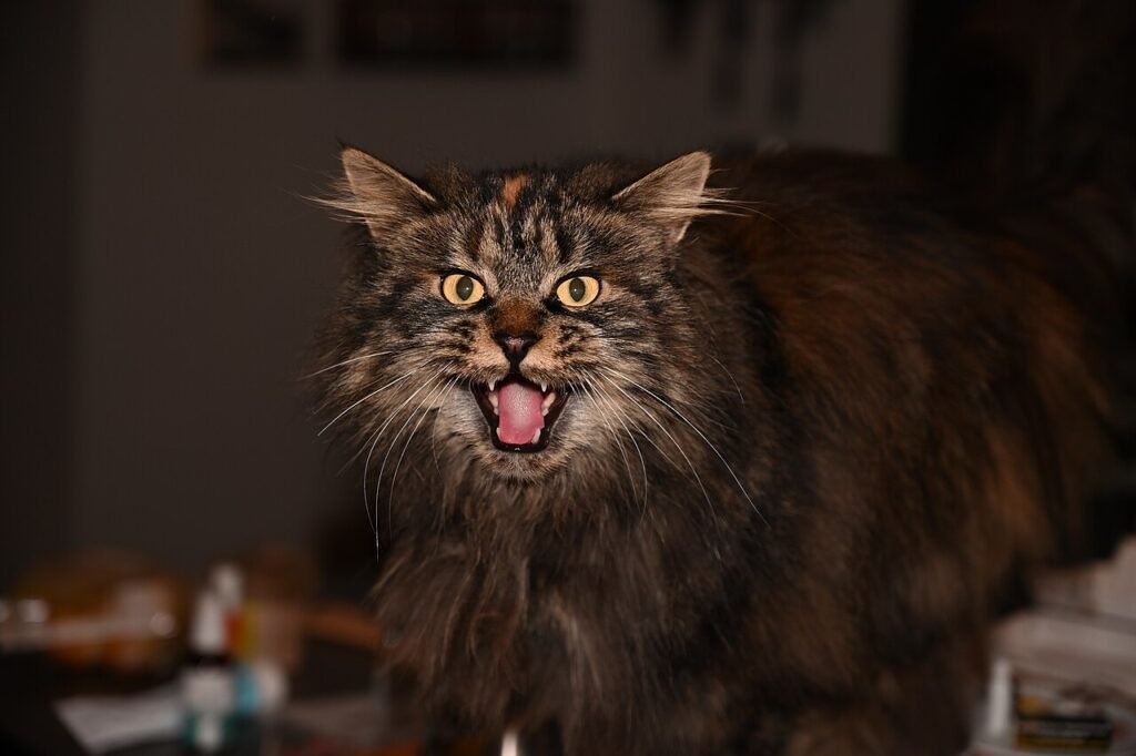 A long-haired tabby cat meowing loudly, relevant to nighttime vocalization in senior cats