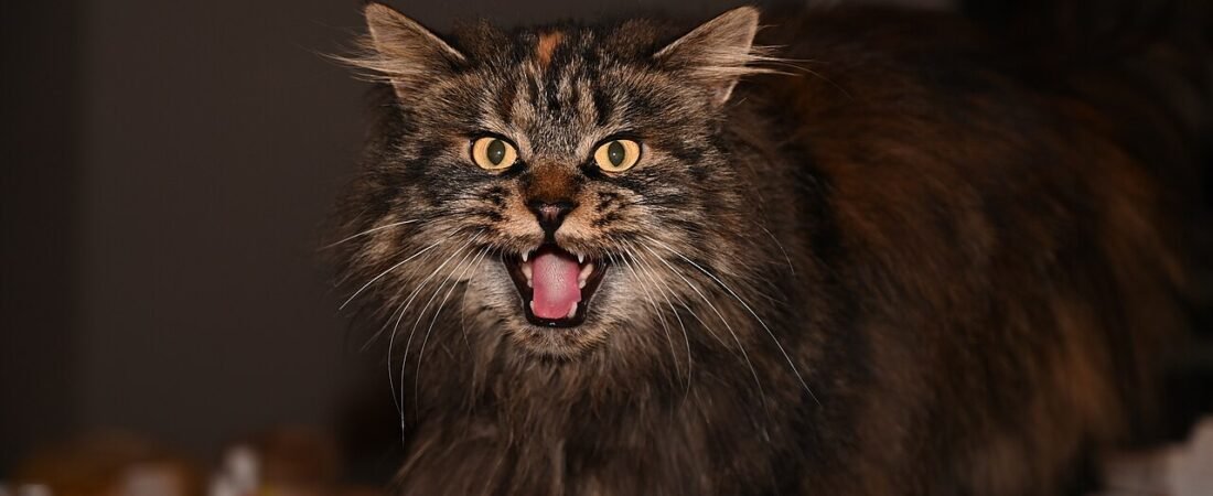 Night Yowling in Senior Cats: Why It Happens and What Helps