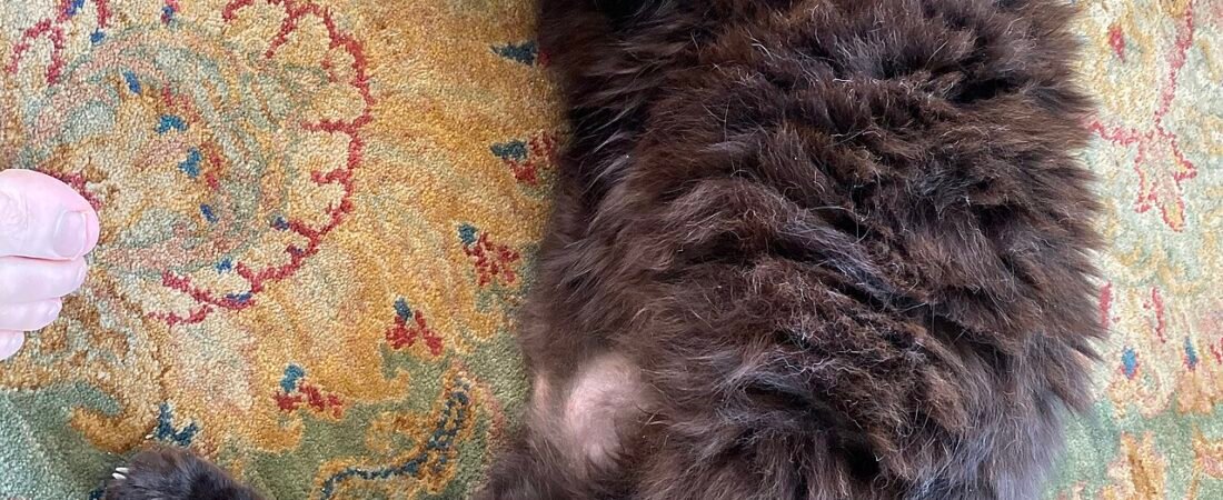Weight Management for Senior Cats: How to Lose Weight Safely