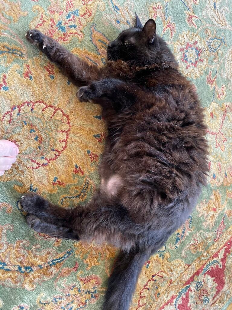 An overweight black cat lying on a rug, relevant to weight management in senior cats